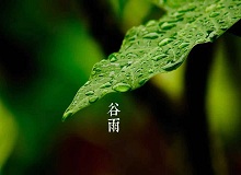 《谷雨》過(guò)了清明，就是谷雨。村莊里，田野里，村路上，草木間，人家的院落里，人們的臉上，到處都是春天的閑意思了。[詳細(xì)]