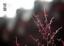 《驚蟄》雨水一過(guò)，地氣漸漸蒸騰上來(lái)。麥田澆了二遍水，更綠更密實(shí)了，眼看著瘋長(zhǎng)起來(lái)?？諝饫餄皲蹁趵?。[詳細(xì)]