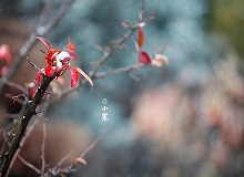 《小寒》正是小寒天氣，三九了。一九二九不出手，三九四九冰上走。今年一場(chǎng)雪還沒(méi)下，大地卻都上凍了。[詳細(xì)]