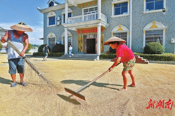 9月20日，漫水村村民在操坪曬稻谷。